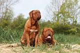 DOGUE DE BORDEAUX 009